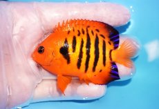 画像1: 【海水魚・ヤッコ】【通販】人工飼料OK♪【マーシャル産】フレームエンゼル（L）(個体販売）（±8cm）No.35（生体）(海水魚) (1)