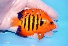 画像2: 【海水魚・ヤッコ】【通販】人工飼料OK♪【マーシャル産】フレームエンゼル（L）(個体販売）（±8cm）No.35（生体）(海水魚) (2)