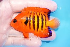 画像1: 【海水魚・ヤッコ】【通販】人工飼料OK♪【マーシャル産】フレームエンゼル（ML）(個体販売）（±7cm）No.36（生体）(海水魚) (1)