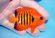 画像2: 【海水魚・ヤッコ】【通販】人工飼料OK♪【マーシャル産】フレームエンゼル（ML）(個体販売）（±7cm）No.36（生体）(海水魚) (2)