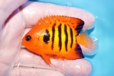 画像1: 【海水魚・ヤッコ】【通販】人工飼料OK♪【マーシャル産】フレームエンゼル（M）(個体販売）（±6.5cm）No.37（生体）(海水魚) (1)