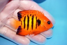 画像2: 【海水魚・ヤッコ】【通販】人工飼料OK♪【マーシャル産】フレームエンゼル（M）(個体販売）（±6.5cm）No.37（生体）(海水魚) (2)