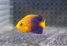 画像1: 【海水魚・ヤッコ】【通販】状態良好♪人工飼料OK！レンテンヤッコ（Baby）(個体販売）（±3.5cm）No.2（生体）(海水魚) (1)