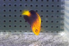画像2: 【海水魚・ヤッコ】【通販】状態良好♪人工飼料OK！レンテンヤッコ（Baby）(個体販売）（±3.5cm）No.2（生体）(海水魚) (2)