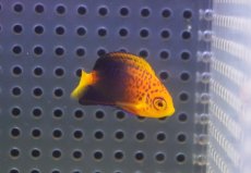 画像3: 【海水魚・ヤッコ】【通販】状態良好♪人工飼料OK！レンテンヤッコ（Baby）(個体販売）（±3.5cm）No.2（生体）(海水魚) (3)