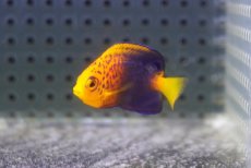 画像4: 【海水魚・ヤッコ】【通販】状態良好♪人工飼料OK！レンテンヤッコ（Baby）(個体販売）（±3.5cm）No.2（生体）(海水魚) (4)