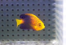 画像5: 【海水魚・ヤッコ】【通販】状態良好♪人工飼料OK！レンテンヤッコ（Baby）(個体販売）（±3.5cm）No.2（生体）(海水魚) (5)