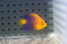 画像1: 【海水魚・ヤッコ】【通販】状態良好♪人工飼料OK！レンテンヤッコ（Baby）(個体販売）（±3cm）No.1（生体）(海水魚) (1)
