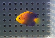 画像2: 【海水魚・ヤッコ】【通販】状態良好♪人工飼料OK！レンテンヤッコ（Baby）(個体販売）（±3cm）No.1（生体）(海水魚) (2)