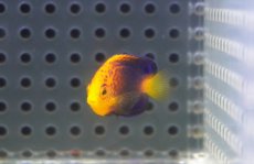 画像3: 【海水魚・ヤッコ】【通販】状態良好♪人工飼料OK！レンテンヤッコ（Baby）(個体販売）（±3cm）No.1（生体）(海水魚) (3)