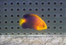 画像4: 【海水魚・ヤッコ】【通販】状態良好♪人工飼料OK！レンテンヤッコ（Baby）(個体販売）（±3cm）No.1（生体）(海水魚) (4)