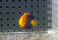 画像5: 【海水魚・ヤッコ】【通販】状態良好♪人工飼料OK！レンテンヤッコ（Baby）(個体販売）（±3cm）No.1（生体）(海水魚) (5)
