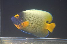 画像1: 【海水魚・ヤッコ】【通販】人工飼料OK♪アデヤッコMサイズ）(個体販売）（±11cm）（生体）(海水魚) (1)