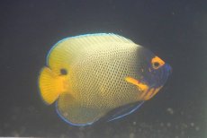 画像2: 【海水魚・ヤッコ】【通販】人工飼料OK♪アデヤッコMサイズ）(個体販売）（±11cm）（生体）(海水魚) (2)