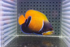 画像1: 【海水魚・ヤッコ】【通販】状態良好♪イナズマヤッコ（SMサイズ）(個体販売）（±7cm）No.1（生体）(海水魚) (1)