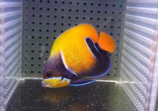 画像2: 【海水魚・ヤッコ】【通販】状態良好♪イナズマヤッコ（SMサイズ）(個体販売）（±7cm）No.1（生体）(海水魚) (2)