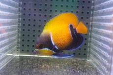 画像1: 【海水魚・ヤッコ】【通販】状態良好♪イナズマヤッコ（SMサイズ）(個体販売）（±7cm）No.2（生体）(海水魚) (1)