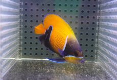 画像2: 【海水魚・ヤッコ】【通販】状態良好♪イナズマヤッコ（SMサイズ）(個体販売）（±7cm）No.2（生体）(海水魚) (2)