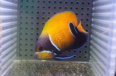 画像1: 【海水魚・ヤッコ】【通販】状態良好♪イナズマヤッコ（SMサイズ）(個体販売）（±7.5cm）No.3（生体）(海水魚) (1)