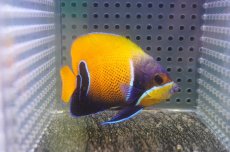 画像2: 【海水魚・ヤッコ】【通販】状態良好♪イナズマヤッコ（SMサイズ）(個体販売）（±7.5cm）No.3（生体）(海水魚) (2)