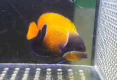 画像1: 【海水魚・ヤッコ】【通販】状態良好♪イナズマヤッコ（Mサイズ）(個体販売）（±8cm）No.4（生体）(海水魚) (1)