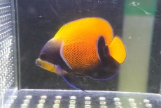 画像2: 【海水魚・ヤッコ】【通販】状態良好♪イナズマヤッコ（Mサイズ）(個体販売）（±8cm）No.4（生体）(海水魚) (2)