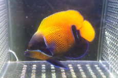 画像1: 【海水魚・ヤッコ】【通販】状態良好♪イナズマヤッコ（MLサイズ）(個体販売）（±10cm）No.5（生体）(海水魚) (1)