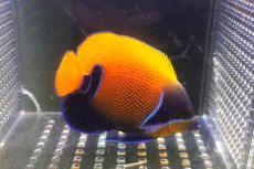 画像2: 【海水魚・ヤッコ】【通販】状態良好♪イナズマヤッコ（MLサイズ）(個体販売）（±10cm）No.5（生体）(海水魚) (2)
