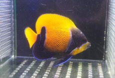 画像1: 【海水魚・ヤッコ】【通販】状態良好♪イナズマヤッコ（MLサイズ）(個体販売）（±10cm）No.6（生体）(海水魚) (1)
