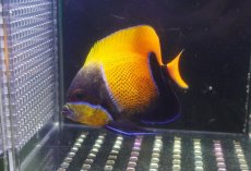 画像2: 【海水魚・ヤッコ】【通販】状態良好♪イナズマヤッコ（MLサイズ）(個体販売）（±10cm）No.6（生体）(海水魚) (2)