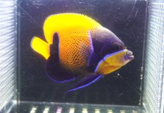 画像1: 【海水魚・ヤッコ】【通販】状態良好♪イナズマヤッコ（MLサイズ）(個体販売）（±10.5cm）No.7（生体）(海水魚) (1)