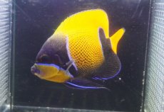 画像2: 【海水魚・ヤッコ】【通販】状態良好♪イナズマヤッコ（MLサイズ）(個体販売）（±10.5cm）No.7（生体）(海水魚) (2)