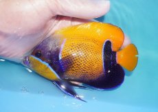 画像1: 【海水魚・ヤッコ】【通販】状態良好♪イナズマヤッコ（MLサイズ）(個体販売）（±12.5cm）No.8（生体）(海水魚) (1)