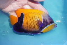 画像2: 【海水魚・ヤッコ】【通販】状態良好♪イナズマヤッコ（MLサイズ）(個体販売）（±12.5cm）No.8（生体）(海水魚) (2)