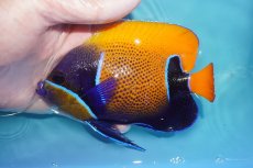 画像1: 【海水魚・ヤッコ】【通販】状態良好♪イナズマヤッコ（MLサイズ）(個体販売）（±12.5cm）No.9（生体）(海水魚) (1)