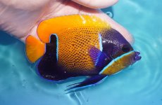 画像2: 【海水魚・ヤッコ】【通販】状態良好♪イナズマヤッコ（MLサイズ）(個体販売）（±12.5cm）No.9（生体）(海水魚) (2)