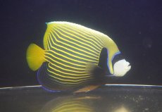 画像1: 【海水魚・ヤッコ】【通販】状態良好♪タテジマキンチャクダイ（XLサイズ）(個体販売）（±20cm）No.1（生体）(海水魚) (1)