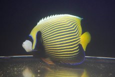 画像2: 【海水魚・ヤッコ】【通販】状態良好♪タテジマキンチャクダイ（XLサイズ）(個体販売）（±20cm）No.1（生体）(海水魚) (2)