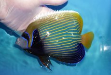 画像1: 【海水魚・ヤッコ】【通販】状態良好♪タテジマキンチャクダイ（Lサイズ）(個体販売）（±17cm）No.2（生体）(海水魚) (1)