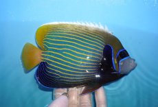画像2: 【海水魚・ヤッコ】【通販】状態良好♪タテジマキンチャクダイ（Lサイズ）(個体販売）（±17cm）No.2（生体）(海水魚) (2)