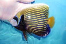 画像1: 【海水魚・ヤッコ】【通販】状態良好♪タテジマキンチャクダイ（MLサイズ）(個体販売）（±15cm）No.3（生体）(海水魚) (1)