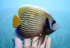 画像2: 【海水魚・ヤッコ】【通販】状態良好♪タテジマキンチャクダイ（MLサイズ）(個体販売）（±15cm）No.3（生体）(海水魚) (2)
