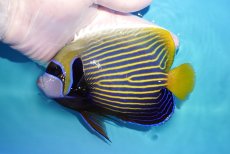 画像1: 【海水魚・ヤッコ】【通販】状態良好♪タテジマキンチャクダイ（MLサイズ）(個体販売）（±15cm）No.4（生体）(海水魚) (1)