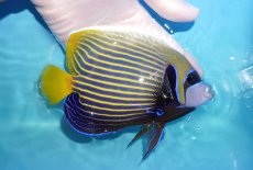 画像2: 【海水魚・ヤッコ】【通販】状態良好♪タテジマキンチャクダイ（MLサイズ）(個体販売）（±15cm）No.4（生体）(海水魚) (2)
