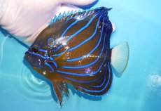 画像1: 【海水魚・ヤッコ】【通販】状態良好♪ワヌケヤッコ（Lサイズ）(個体販売）（±16cm）No.1（生体）(海水魚) (1)