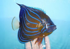 画像2: 【海水魚・ヤッコ】【通販】状態良好♪ワヌケヤッコ（Lサイズ）(個体販売）（±16cm）No.1（生体）(海水魚) (2)
