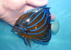画像1: 【海水魚・ヤッコ】【通販】状態良好♪ワヌケヤッコ（MLサイズ）(個体販売）（±14cm）No.2（生体）(海水魚) (1)