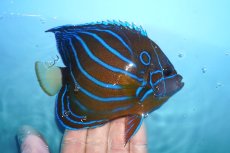 画像2: 【海水魚・ヤッコ】【通販】状態良好♪ワヌケヤッコ（MLサイズ）(個体販売）（±14cm）No.2（生体）(海水魚) (2)