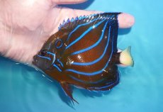 画像1: 【海水魚・ヤッコ】【通販】状態良好♪ワヌケヤッコ（MLサイズ）(個体販売）（±13cm）No.3（生体）(海水魚) (1)