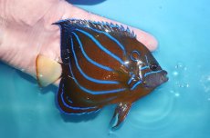 画像2: 【海水魚・ヤッコ】【通販】状態良好♪ワヌケヤッコ（MLサイズ）(個体販売）（±13cm）No.3（生体）(海水魚) (2)